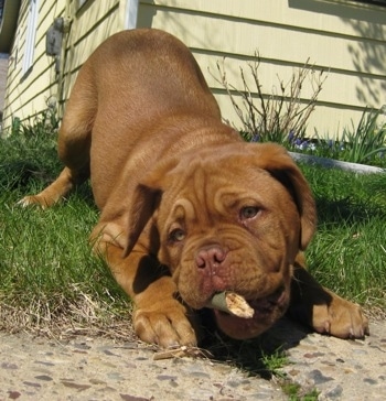 A Dogue de Bordeaux puppy is play bowing outside in a lawn and it has a stick in its mouth