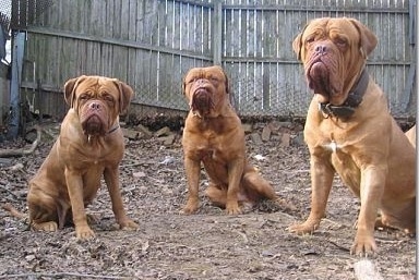 Three Dogue de Bordeaux dogs are sitting in dirt, There is a wooden fence behind them
