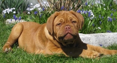 A Dogue de Bordeaux Puppy is laying in a yard in front of a flower bed