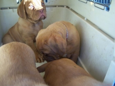 A litter of Four Dogue de Bordeauxs are sitting and walking around a tub