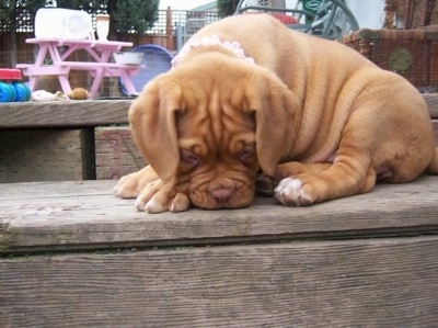 A Dogue de Bordeaux is sitting on a wooden step with his nose to the step. There are toys behind the dog on the deck.