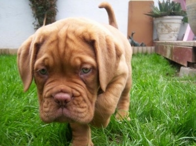 A Dogue de Bordeaux is walking around outside in a grassy yard.