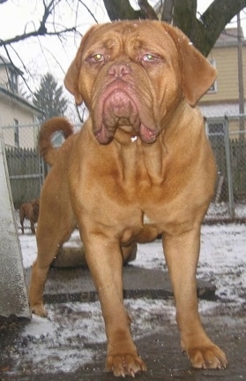 A Dogue de Bordeaux is standing in snow next to a house while it is snowing. There is another Dogue de Bordeaux in the background behind a chain link fence