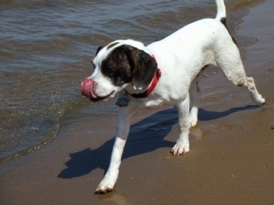 A white with black brindle Frengle dog is walking across a beach close to the water and licking its nose