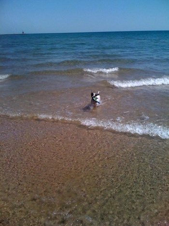 A white with black brindle Frengle dog is running through water towards the shore with waves behind him. There is a dog toy in his mouth