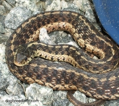 Close Up - Garter Snake is rolled into a circle on rocks