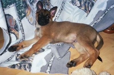 A tan and black Malinois X puppy is laying on its right side on top of a blanket with wild animals all over it and looking up.