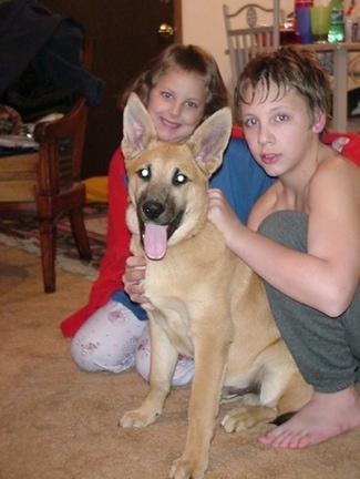 A tan with white and black Malinois X is sitting on a tan carpet with a boy next to it who is touching the side and the collar of the dog. There is a girl in a red sweater behind the dog.