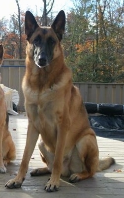 A brown with white and black Malinois X dog is sitting on a wooden deck and looking forward.