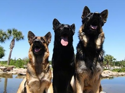 Three sitting German Shepherd dogs - A black German Shepherd is sitting in between two black and tan German Shepherds in front of a body of water with palm trees behind them.