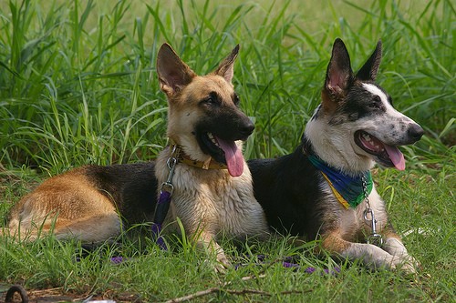 A black and tan German Shepherd is laying next to a black and tan with white Panda Shepherd in front of tall grass. There mouthes are open and tongues are out.