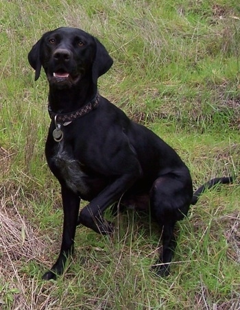 lab mixed with german shorthair