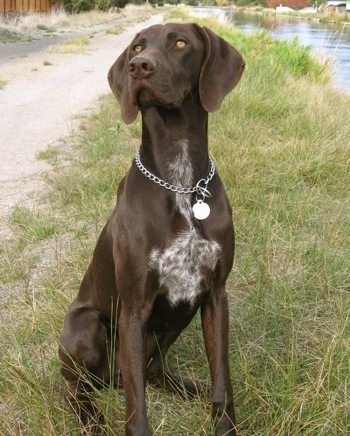 German Shorthaired Pointer Growth Chart