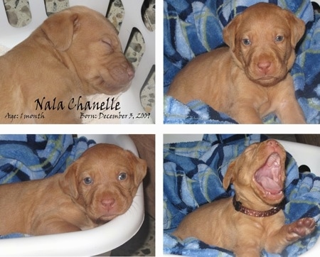 A series of four photos of a Golden Labrador puppy inside of a basket with a blanket. The words - Nala Chanelle Age: 1month Born: December 3,2009 - are overlayed