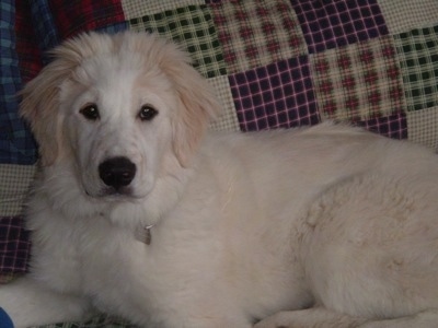 great pyrenees golden retriever puppies