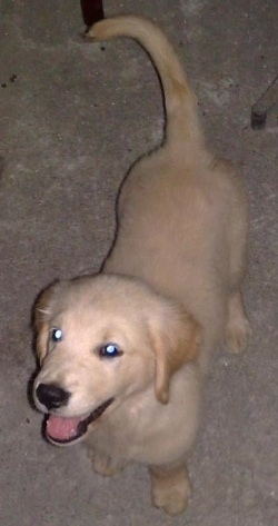 A smiling Golden Retriever puppy is standing on a tan carpet looking to the left.