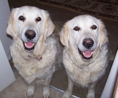 Two cream colored Golden Retrievers are sitting in a doorway. Both of there mouths are open. It looks like they both are smiling