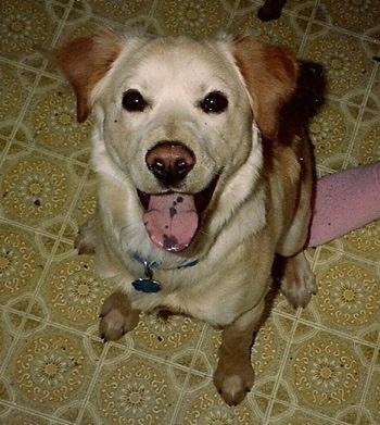 A tan and cream colored Goldmation with a spotted black tongue looking up with its tongue sticking out. There is a pink sock next to it on the yellow tiled floor.