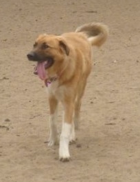 A tan with white Great Bernese is walking across a beach. Its mouth is open and its long tongue is hanging way out