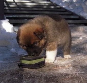 A tan, black with white Great Bernese puppy is sniffing a green and black camera case outside at the bottom of a staircase