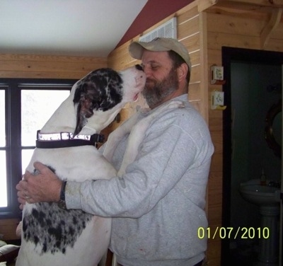A white, black and gray harlequin Great Dane has its paws on the shoulder of a man in a grey sweatshirt and baseball cap inside of a living room that has wood walls in a home. The Great Dane is kissing the mans face. The dog is almost as tall as the man.