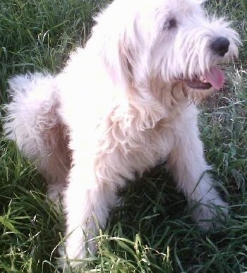 irish wolfhound great pyrenees