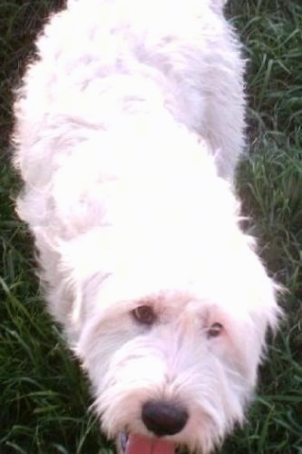 irish wolfhound great pyrenees