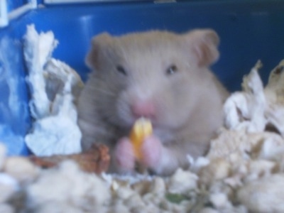 A gray hamster is sitting in a blue box eating a piece of corn.