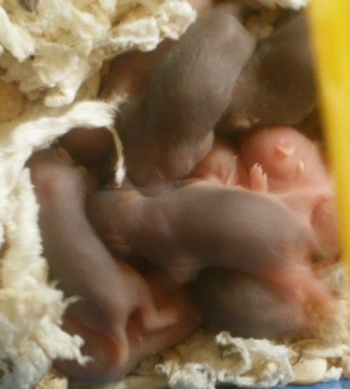Close up - A pile of pink and gray, newborn hamster puppies are laying on top of tissues. The Hamster puppies are beginning to grow hair.