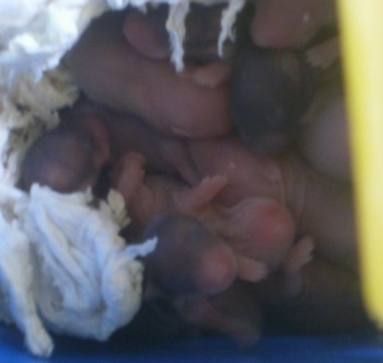 Close up - A pile of newborn hamster puppies are laying on top of tissues in the corner of a blue box.