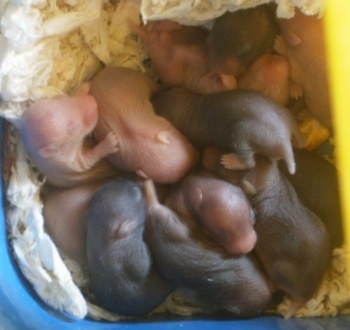 A batch of pink and gray newborn hamster puppies are laying in tissues and in a blue box. Some of them have hair and others do not.