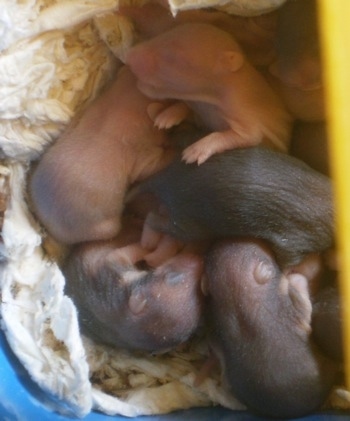 Close up - Newborn pink, black and gray hamster puppies are laying on top of a pile of tissues. Some of them have hair and others are starting to grow hair.