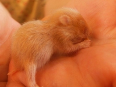 Close up - A hamster puppy in a person's han eating food.