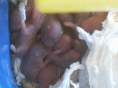 Close up - A batch of pink, bald, newborn hamster puppies are laying in a blue box.