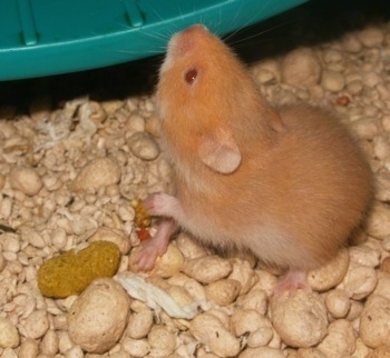 A hamster pup is standing on a surface in a cage and it is looking up. Behind it is a green wheel.
