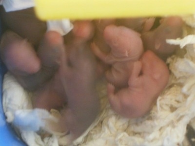 Close up - bald, pink, newborn hamster puppies are laying in a blue box and facing the same direction.