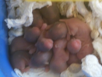 Close up - A pile of bald, pink newborn Hamster puppies are laying in a bluw box that has tissues all around it.