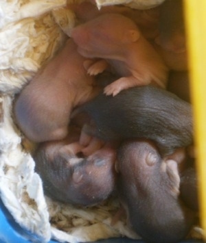 Close up - A pile of newborn hamster puppies are laying on top of each other in the corner of a blue box.