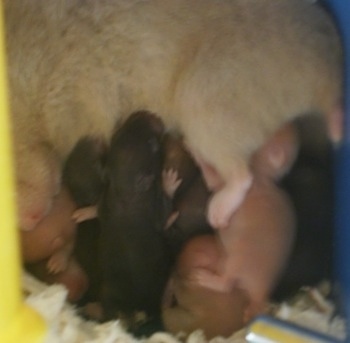 A batch of newborn Hamster puppies are being fed by a big grey hamster.