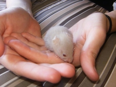 A white Hamster puppies is standing at the edge of a persons hand.