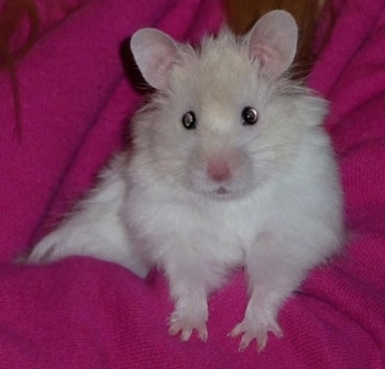 Close up front view - A fluffy, white with tan Teddy Bear Hamster is laying in a pink blanket looking forward.