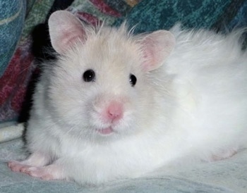 Close up - A white with tan Teddy Bear Hamster is laying across a couch and it is looking forward. It looks like a little stuffed toy.