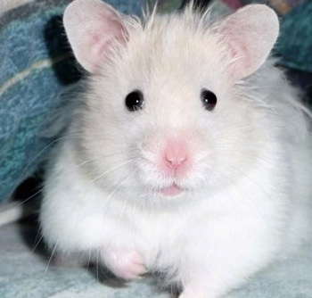 Close up front view - A fluffy, cute little white with tan Teddy Bear Hamster is standing on a couch and it is looking forward.