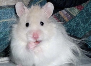 Close up - A long-haired white with tan Teddy Bear Hamster is sitting ona couch and behind it is a blanket biting his paw. 