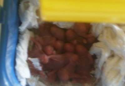 A batch of bald, pink newborn hamster puppies are laying in a box.