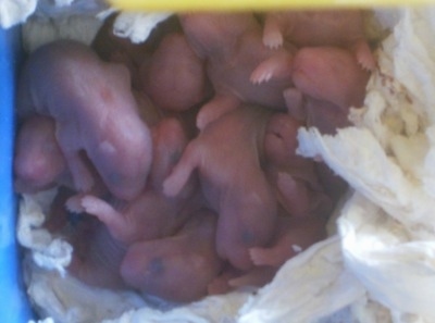 Close up - A batch of bald, pink, newborn Hamster puppies are laying on top of each other in a box.