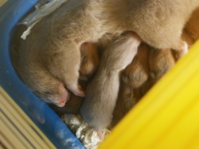 Close up - A pile of hamster puppies are feeding from the mother Hamster.