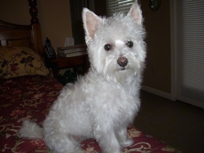 A perk eared white Highland Maltie is sitting on a human's bed and looking forward