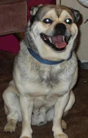 a husky mixed with a pug