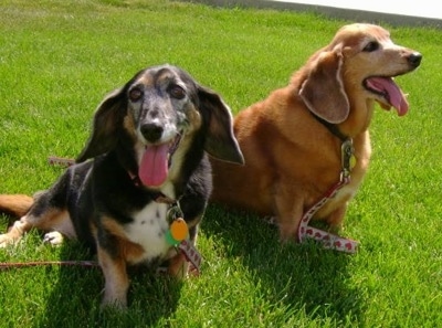 Hush Basset Dog Breed Information and 